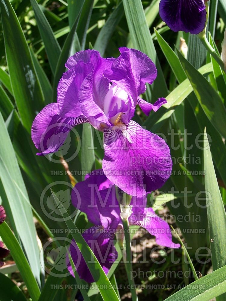 Iris Caprice (Iris germanica, Intermediate Bearded)  1