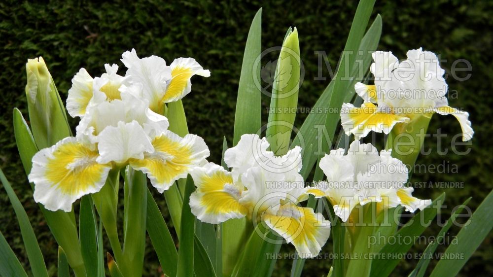 Iris Captive Sun (Iris germanica, Standard Dwarf Bearded)  1