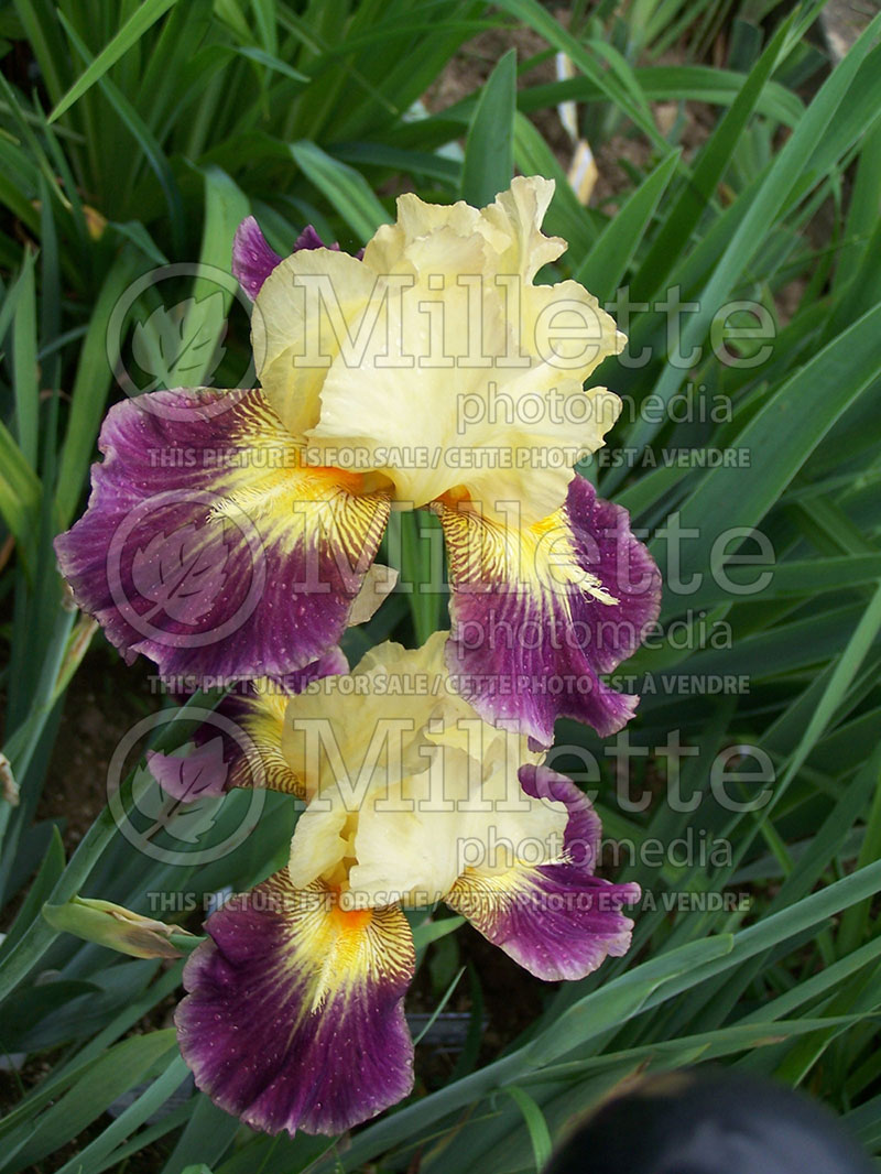 Iris Cerf Volant (Iris germanica bearded) 1