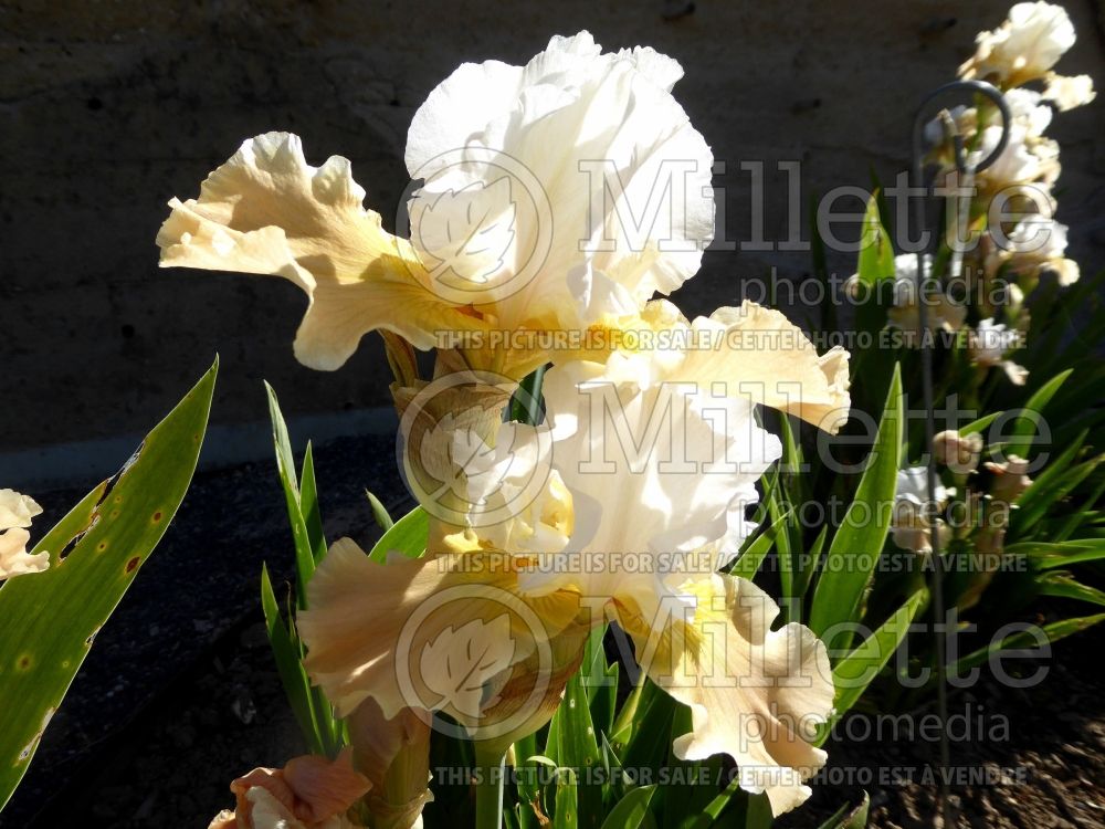 Iris Champagne Elegance (Iris germanica bearded) 2 