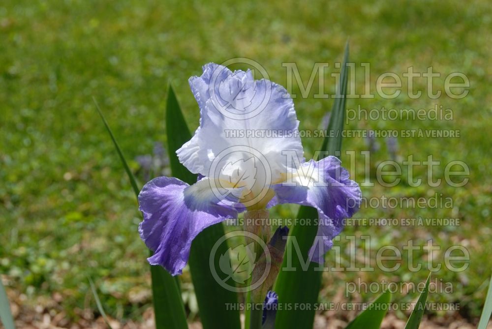 Iris Clarence (Iris germanica, Tall Bearded)  1