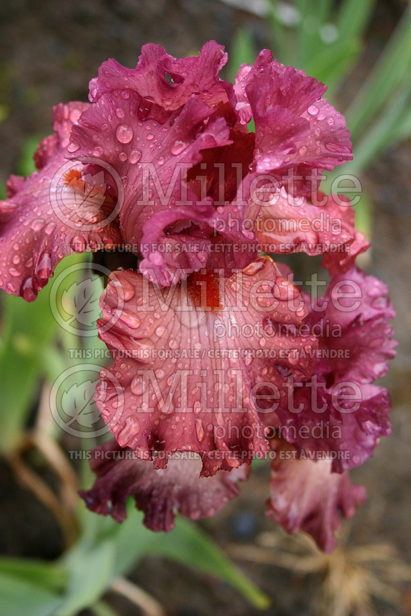 Iris Code Red (Iris germanica, Tall Bearded) 1