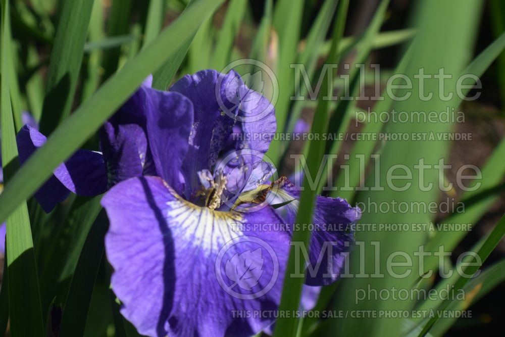 Iris Coronation Anthem (Iris sibirica) 8