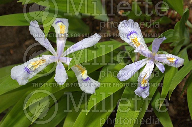 Iris Powder Blue Giant (Crested iris) 1