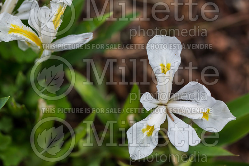 Iris Tennessee White (Dwarf crested iris) 1   