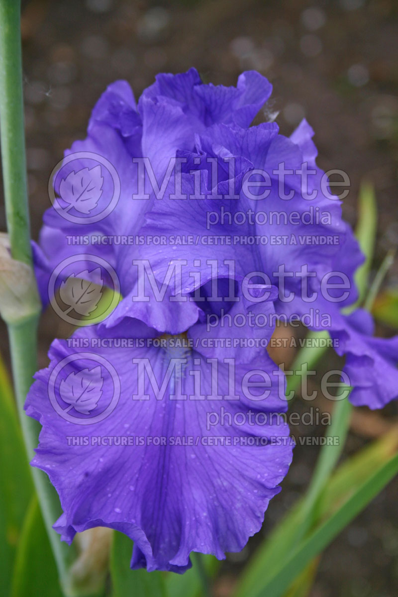 Iris Denver Delight (Iris germanica, Tall Bearded) 1