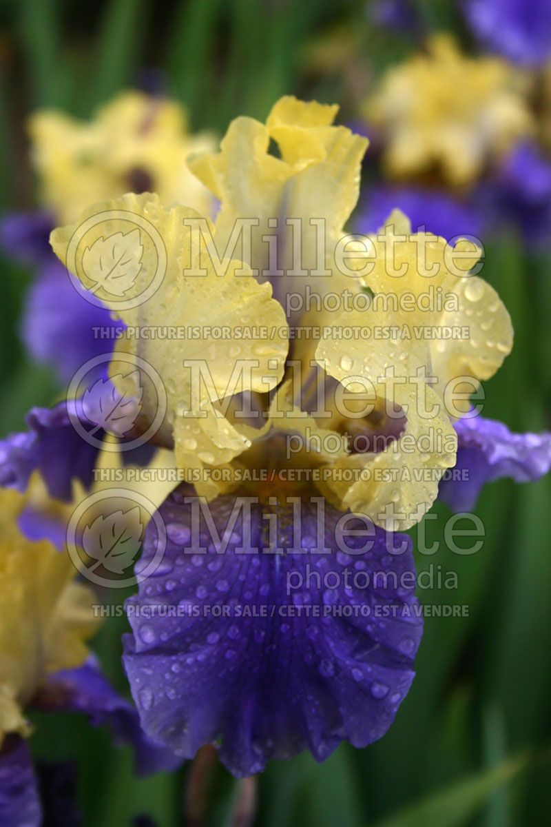 Iris Edith Wolford (Iris germanica, Tall Bearded)   2