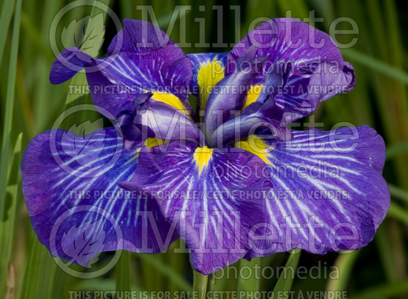 Iris Electric Rays (Japanese Flag Iris) 1   