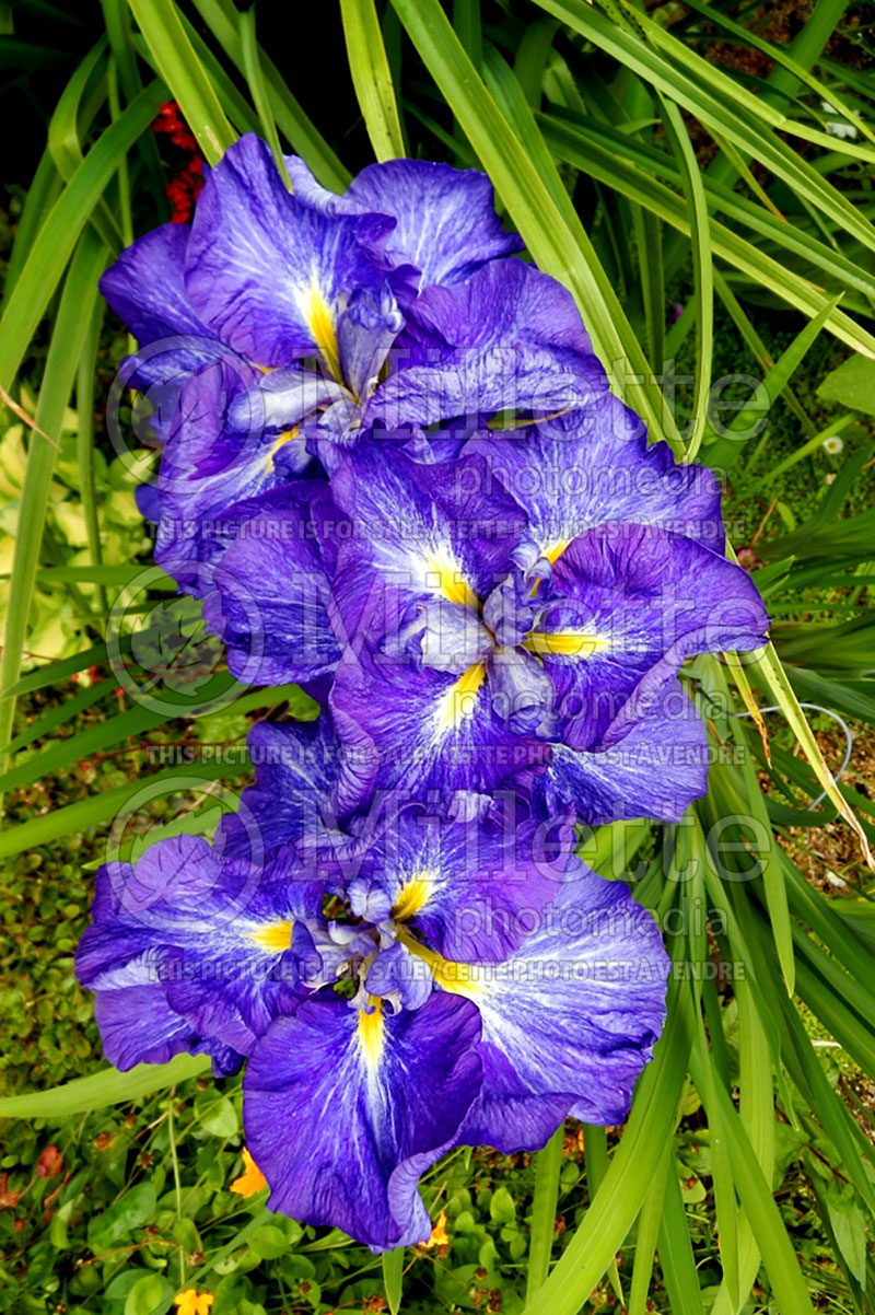 Iris Fractal Blue (Japanese Flag Iris) 3   