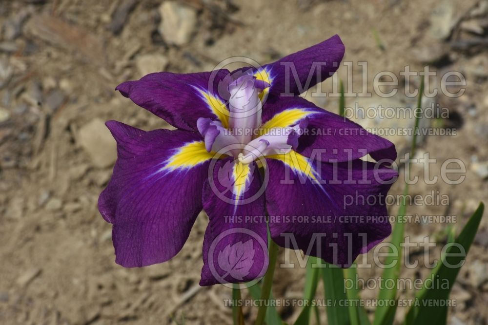 Iris Sensation (Japanese iris) 1