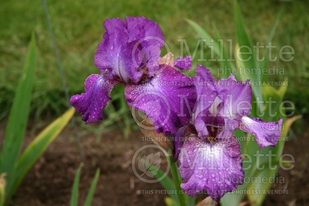 Iris Flashy Fancy (Iris germanica, Tall Bearded) 1   