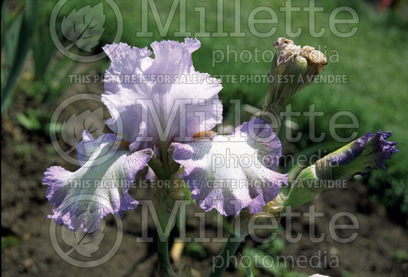 Iris Acoma (Iris germanica, Tall Bearded) 1   