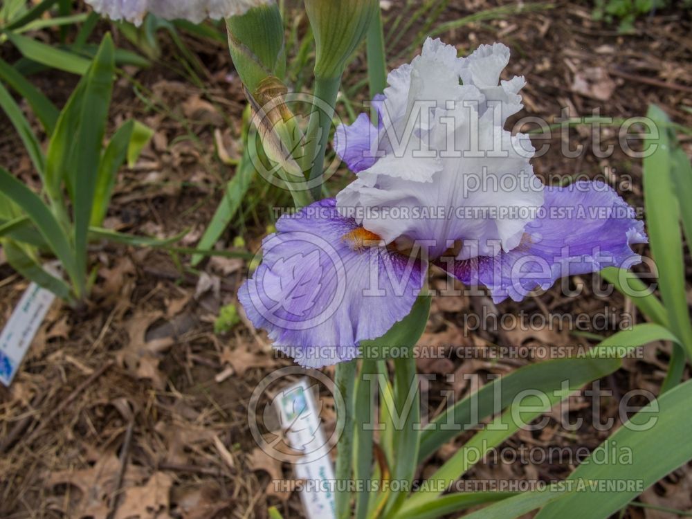 Iris Alpine Butterfly (Iris germanica) 1 