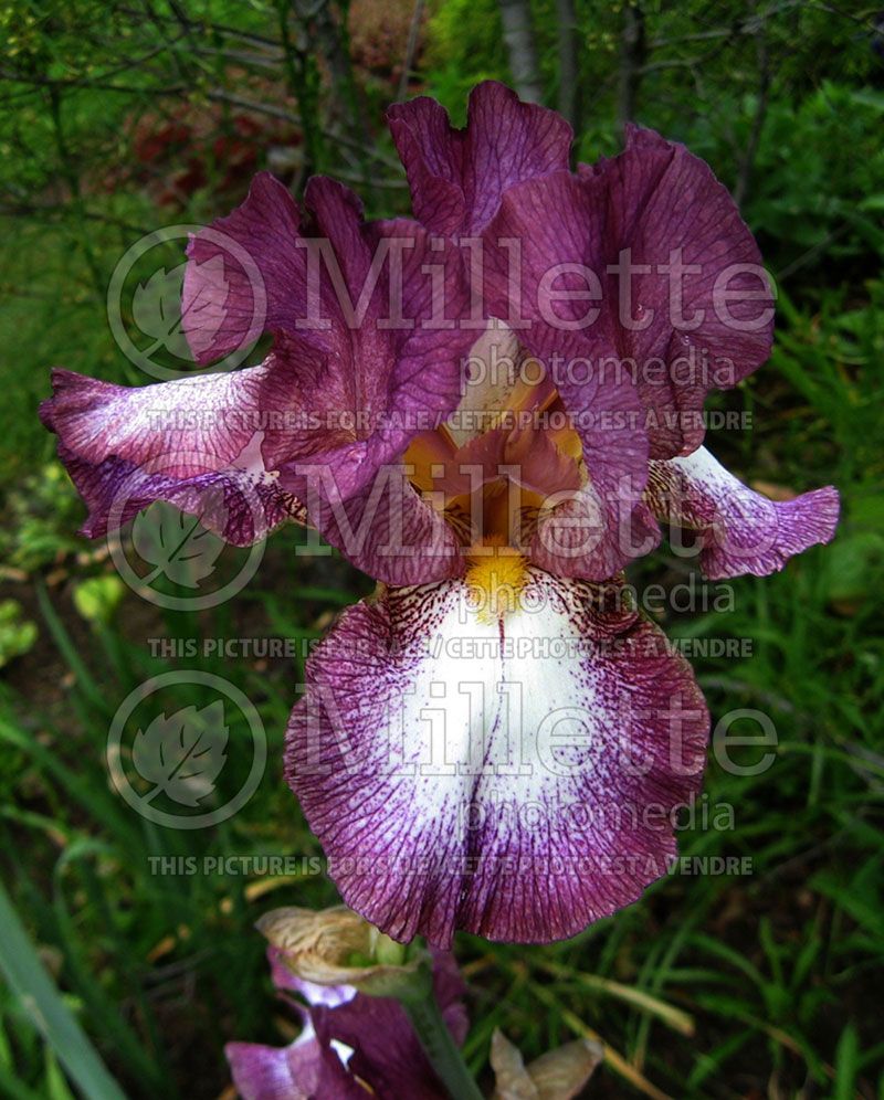 Iris Crinoline (Iris germanica, Tall Bearded)  1