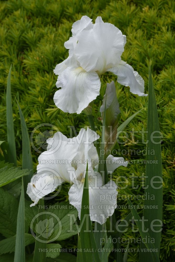 Iris Immortality (Iris germanica, Tall Bearded) 5 