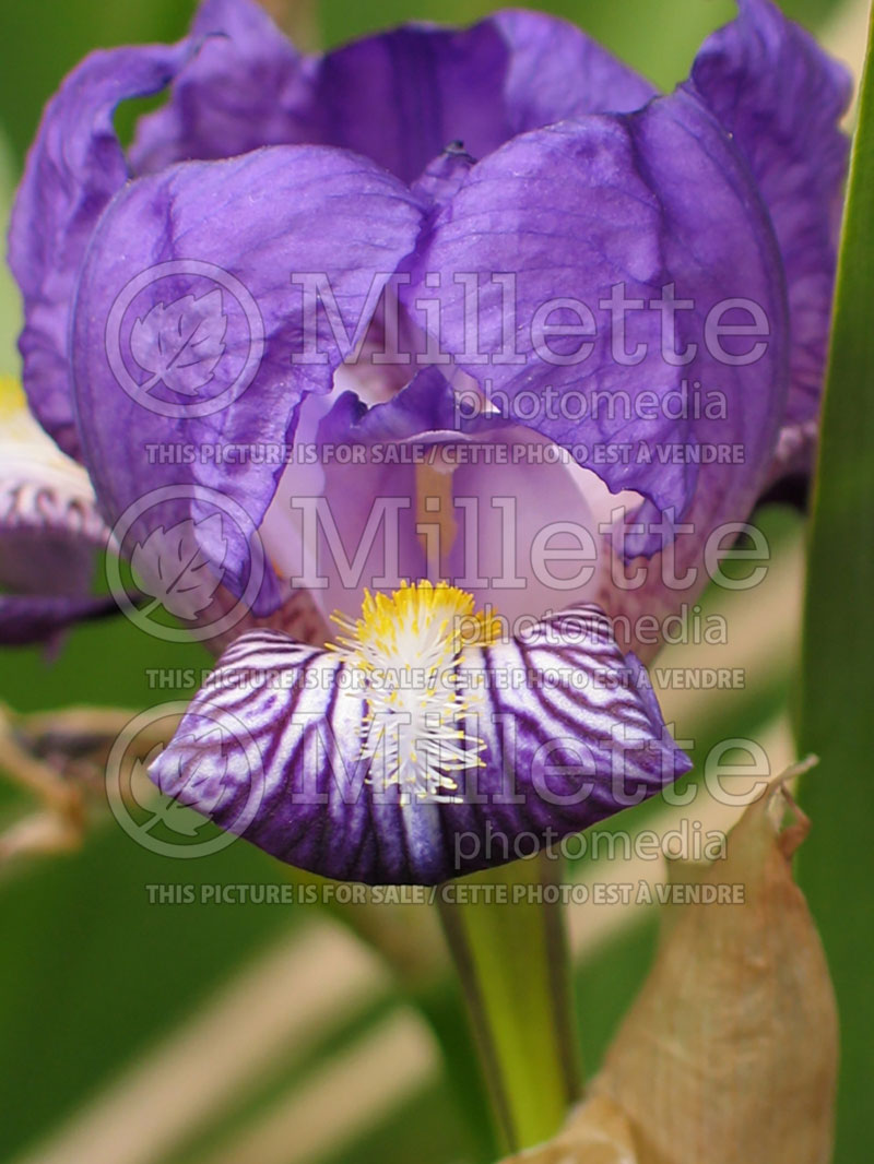Iris Memory of France (Iris germanica, Tall Bearded)  1