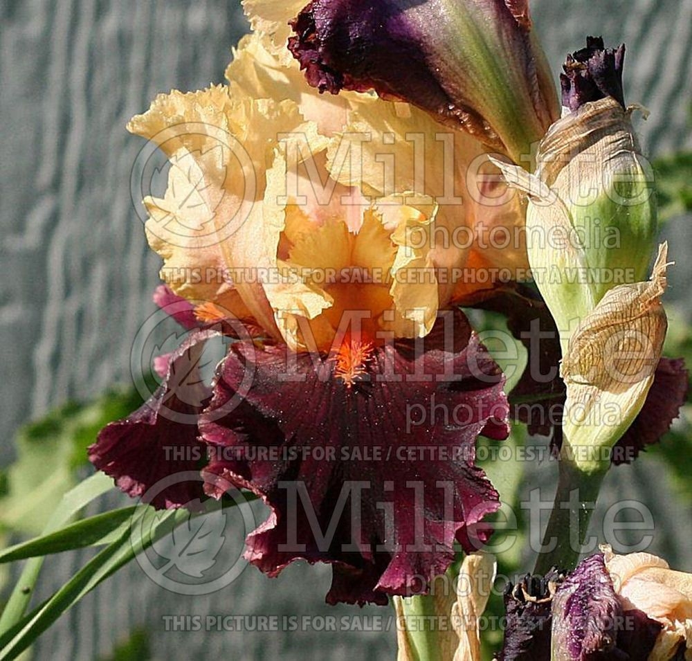 Iris Ocelot (Iris germanica, Tall Bearded Iris) 1