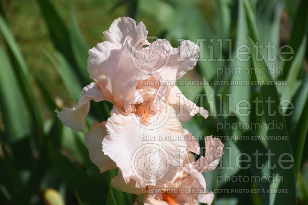 Iris Pink Attraction (Iris germanica, Tall Bearded)  1