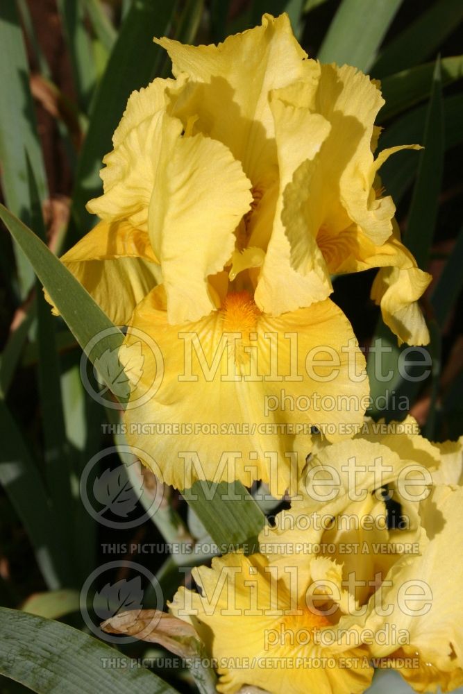 Iris Pleasant Peasant (Iris germanica, Tall Bearded) 1