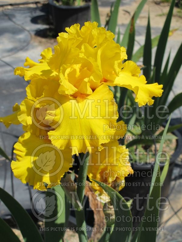 Iris Pure As Gold (Iris germanica, Tall Bearded)  1