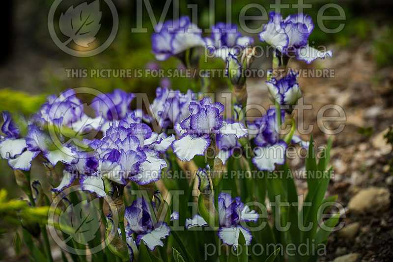 Iris Rimaround (Iris germanica, Intermediate bearded iris)  3
