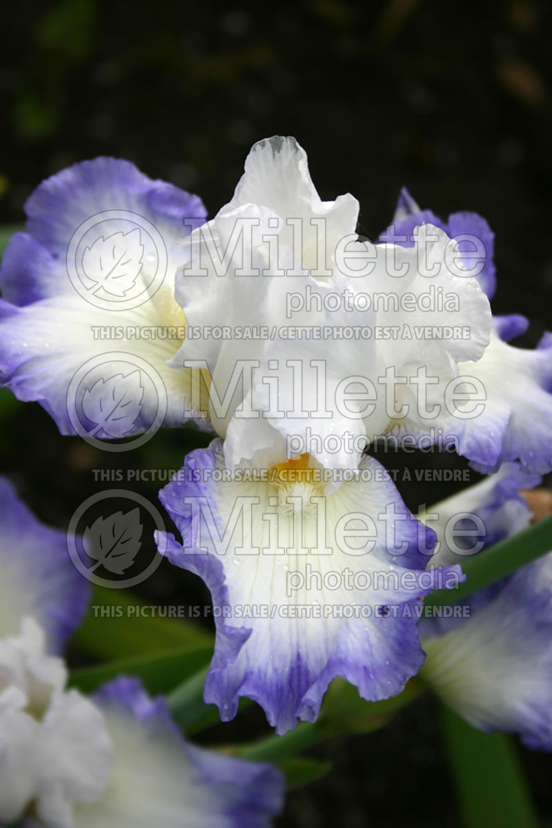 Iris Grand Circle (Iris germanica, Tall Bearded)  1