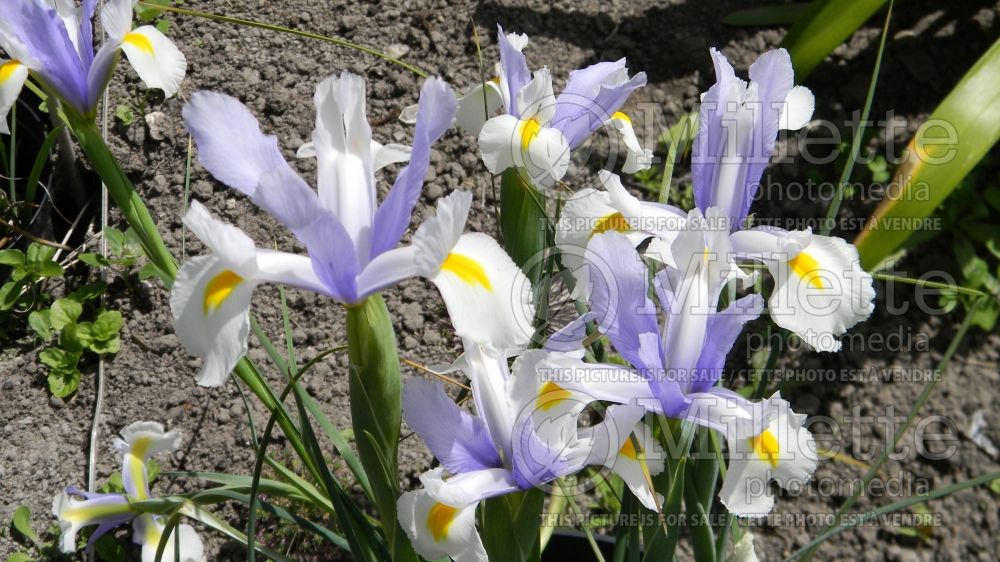 Iris Oriental Beauty (Iris) 1 
