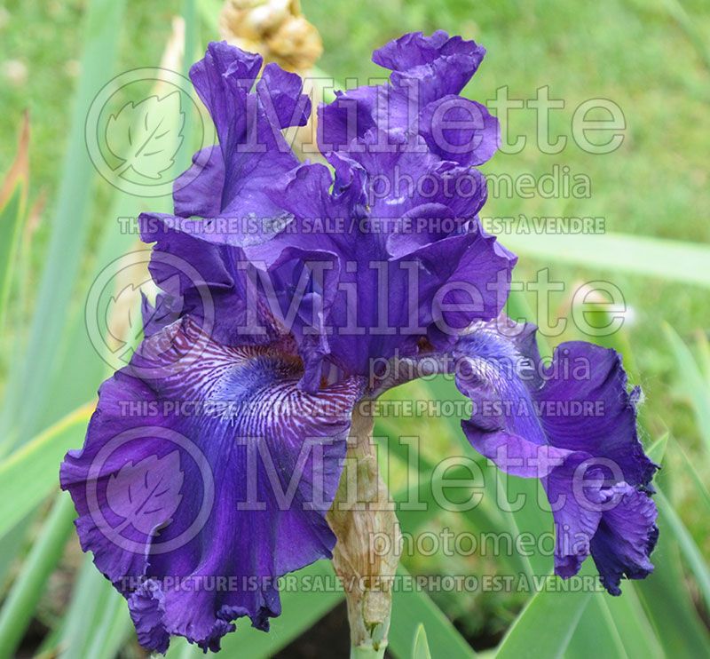 Iris Hollywood Nights (Iris germanica, Tall Bearded)  4
