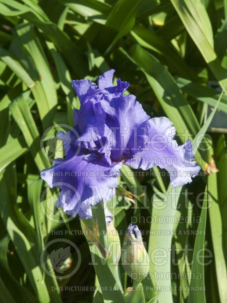 Iris Honky Tonk Blues (Iris germanica, Tall Bearded) 3 