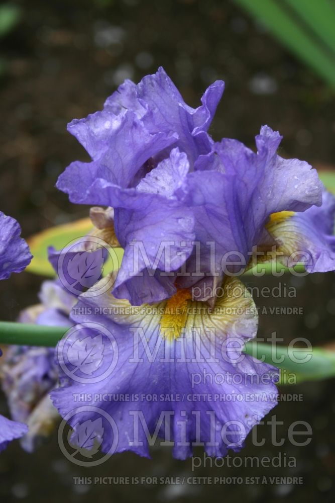 Iris Juke Box Hero (Iris germanica, Tall Bearded) 1