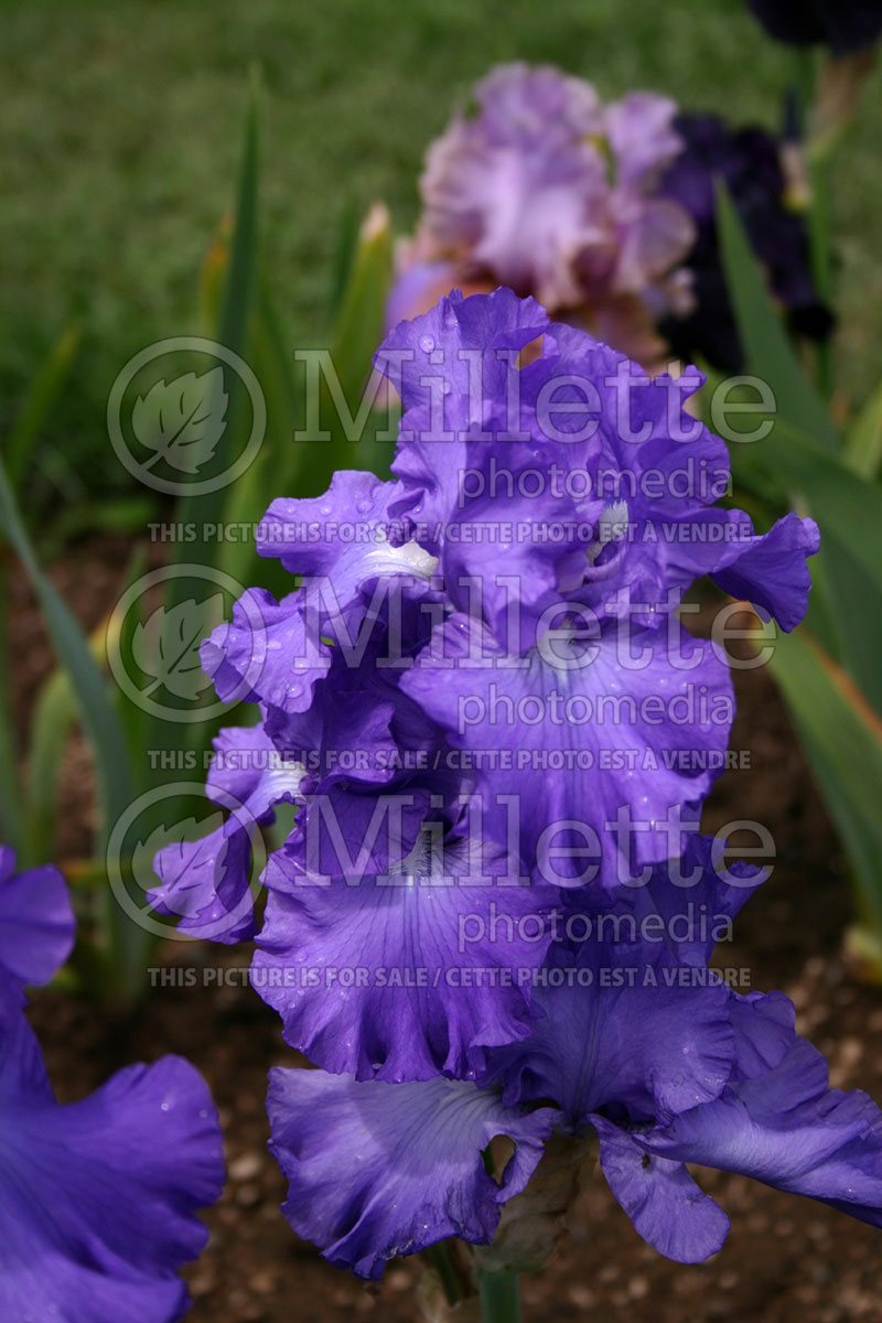 Iris Kim's Melody (Iris germanica, Tall Bearded) 1 