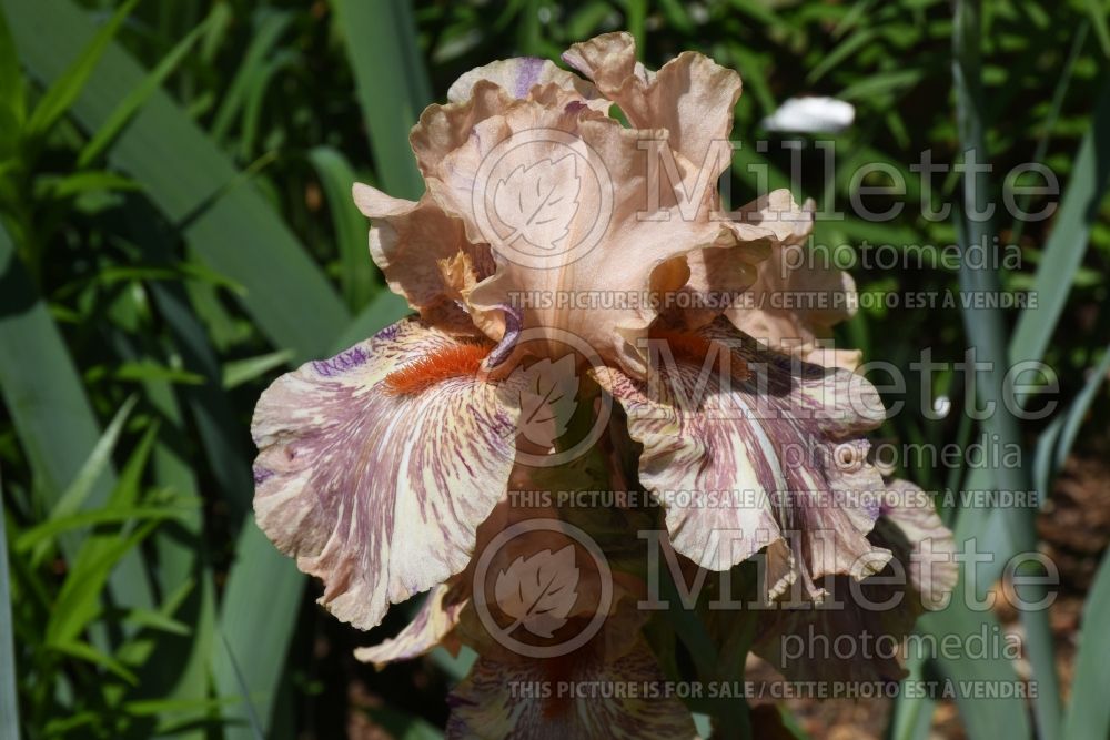 Iris King Tush (Tall bearded iris) 1  