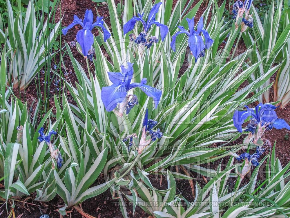 Iris Variegata (Japanese water Iris) 2 