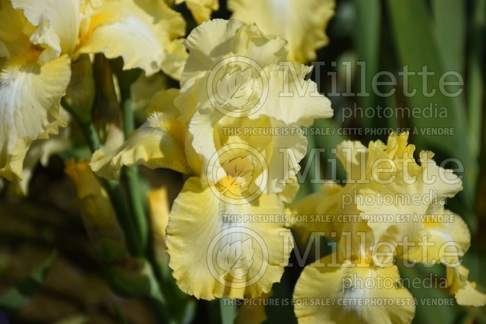 Iris Lemon Brocade (Iris germanica) 1 