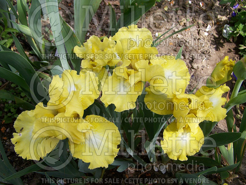 Iris Lemon Pop (Iris germanica, Intermediate Bearded)  2