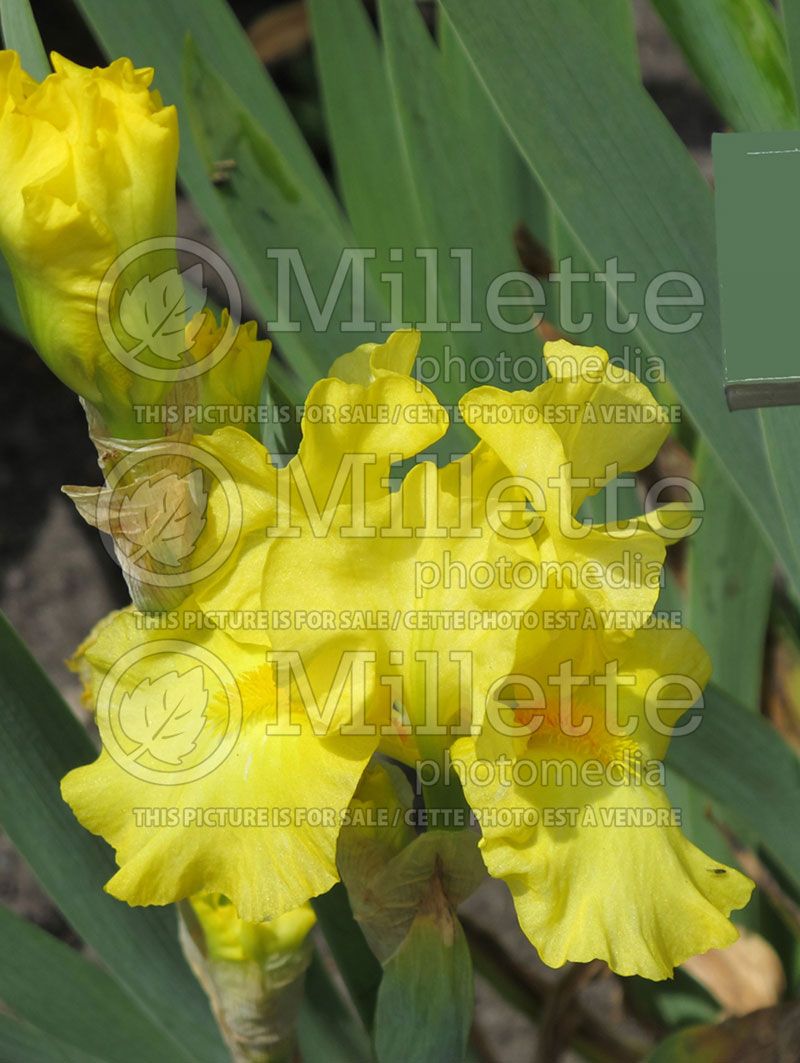 Iris Limonada (Iris germanica, Tall Bearded)  2