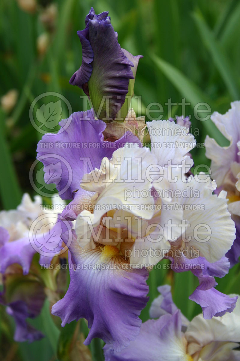Iris Mother Earth (Iris germanica, Intermediate Bearded) 1 