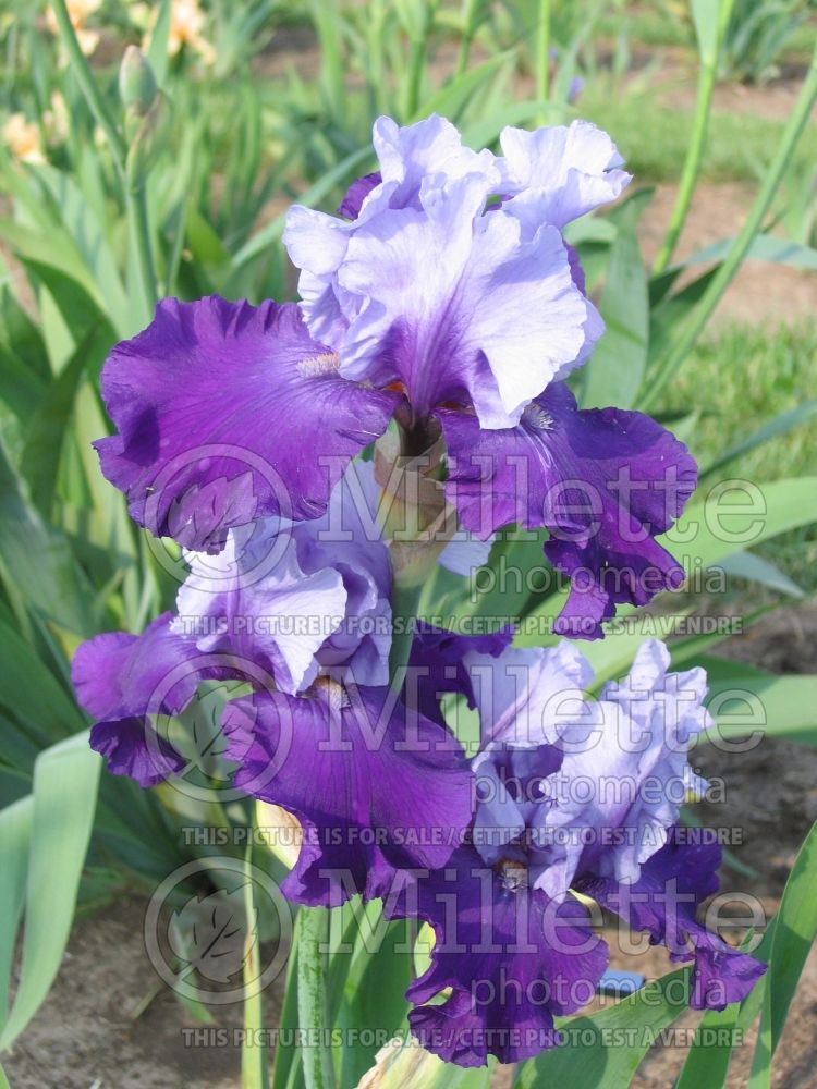 Iris Mystique (Iris germanica tall bearded) 1