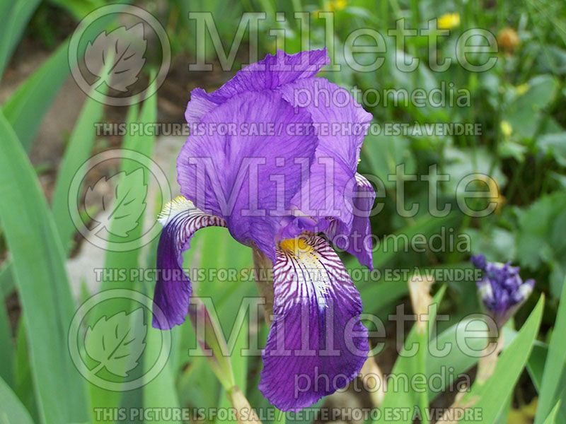Iris Neglecta (Iris germanica, Miniature dwarf Bearded) 2
