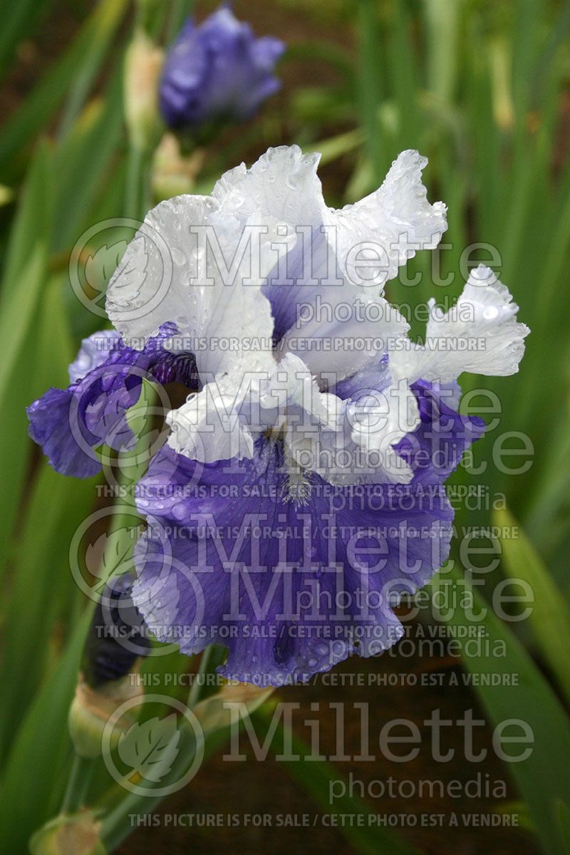 Iris Noah's Choice (Iris germanica, Tall Bearded) 1