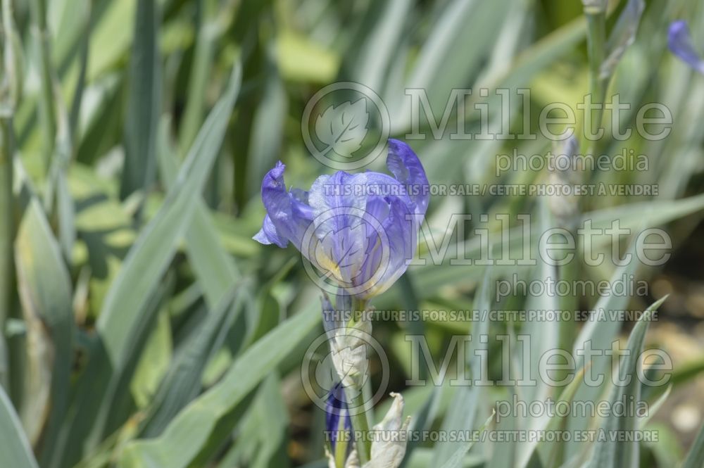 Iris Argentea Variegata (Zebra Iris) 4