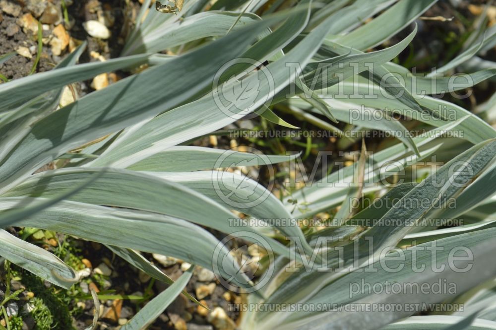 Iris Argentea Variegata (Zebra Iris) 6