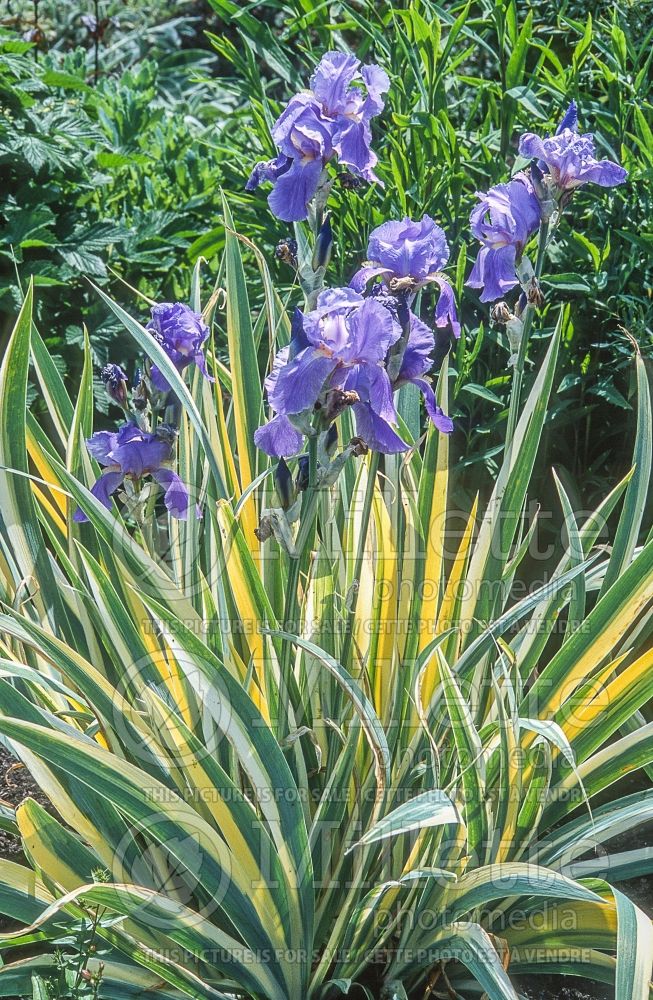 Iris Variegata (Iris) 5 