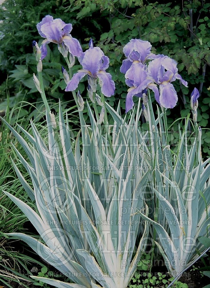 Iris Variegata (Iris) 1 