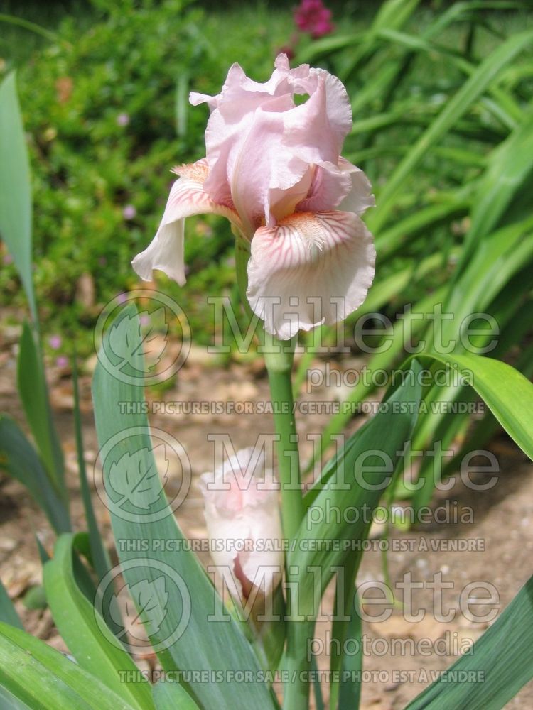 Iris Pink Kitten (Iris germanica, Intermediate Bearded Iris)  3
