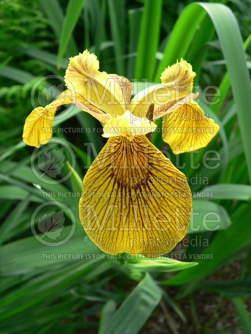 Iris Berlin Tiger (Yellow flag iris) 1