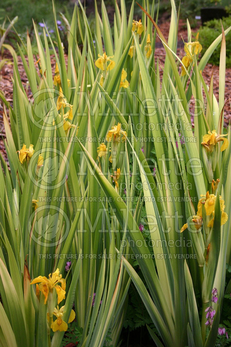 Iris Semperflorens (Yellow flag iris) 1
