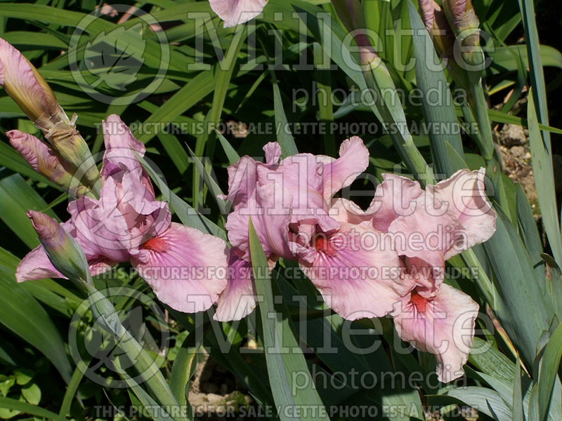 Iris Raspberry Blush (Iris germanica, Intermediate Bearded) 2 