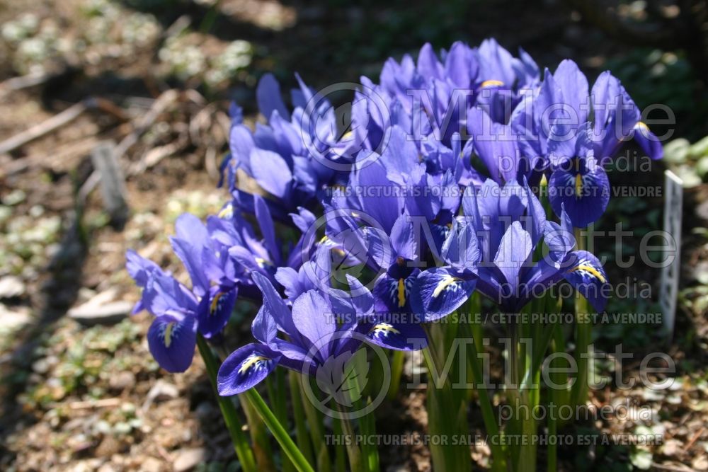 Iris Harmony (Reticulated Iris) 5  