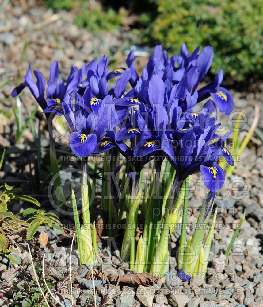 Iris Harmony (Reticulated Iris) 1  